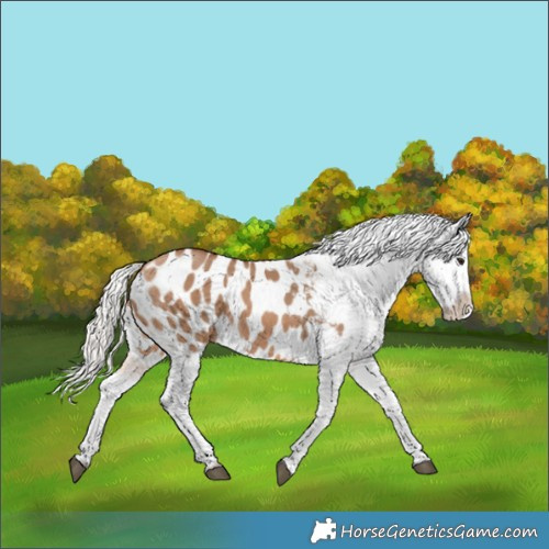 Horse Color:Silver Brown Dun Blanket