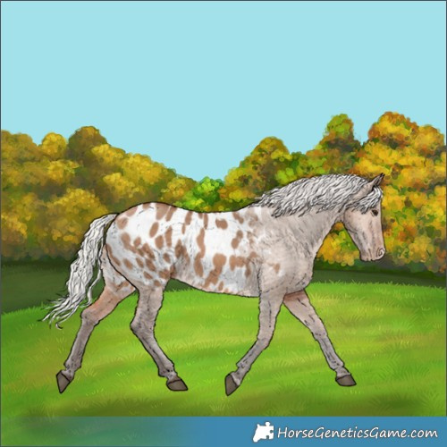 Horse Color:Silver Brown Dun Appaloosa 