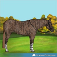 Horse Color:Liver Chestnut  and Liver Red Dun 