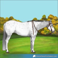 Horse Color:White Spotted Blue Roan Splash Frame Appaloosa