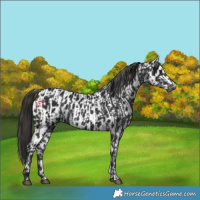 Horse Color:Gray Liver Chestnut  and Gray Liver Chestnut Near Leopard 