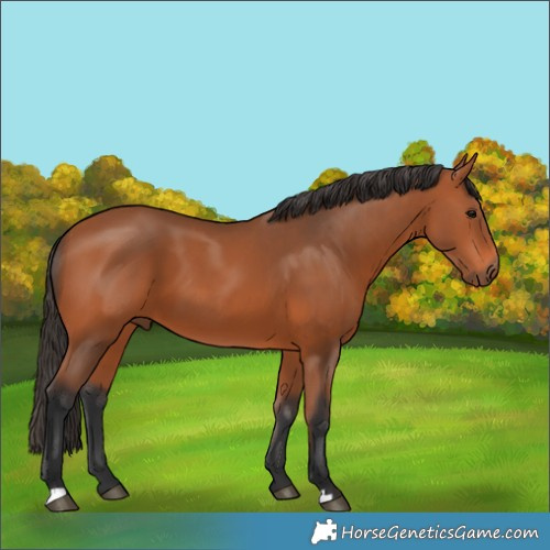 Horse Color:Bay 