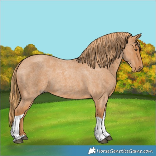 Horse Color:Red Roan Tobiano 