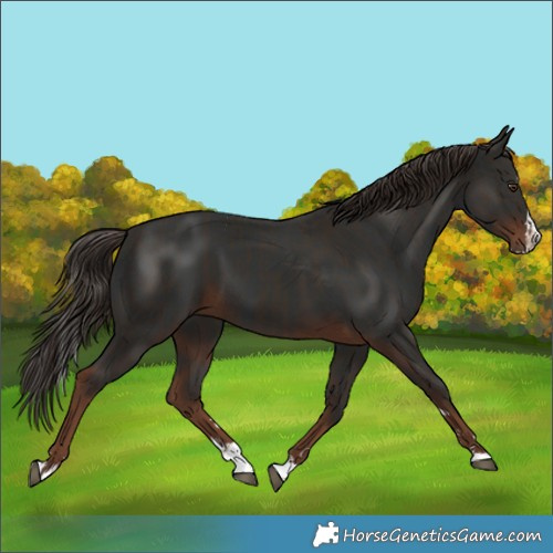 Horse Color:Liver Chestnut  and Liver Chestnut Splash 