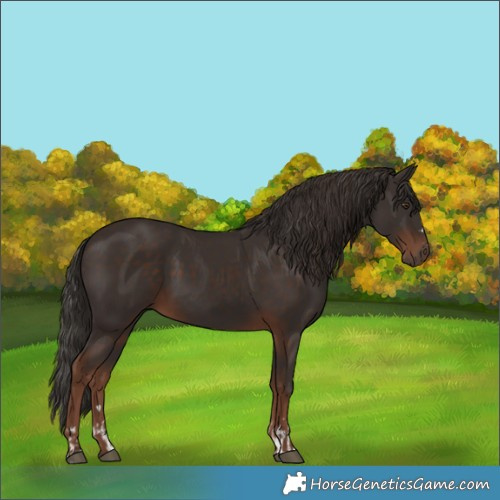 Horse Color:Liver Chestnut  and Liver Chestnut 