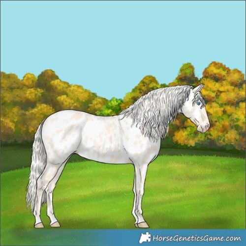 Horse Color:Cremello Appaloosa 
