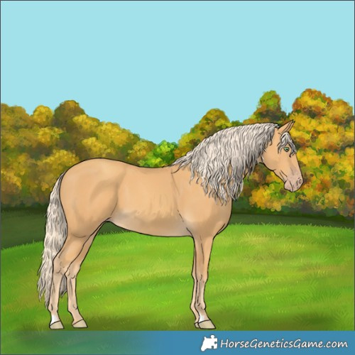 Horse Color:Gold Cream Champagne 