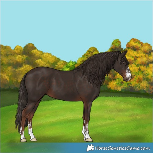 Horse Color:Liver Chestnut  and Liver Chestnut 