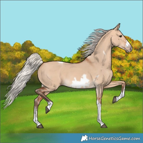 Horse Color:Silver Bay Dun Sabino Tobiano Frame Rabicano