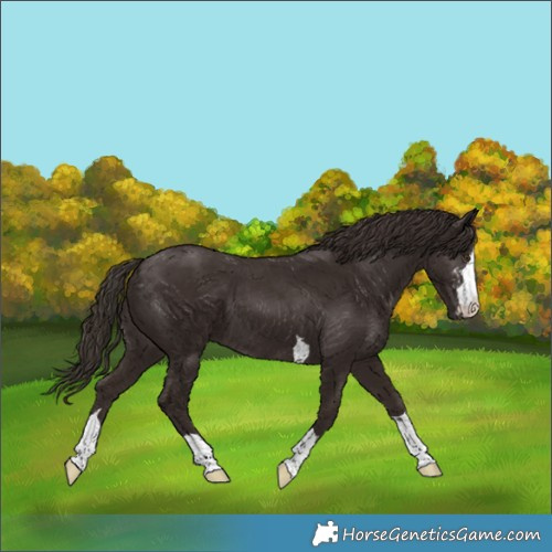 Horse Color:Liver Chestnut  and Liver Chestnut 