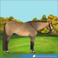 Horse Color:Buckskin 