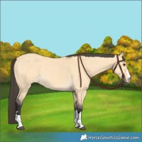 Horse Color:Buckskin Dun 