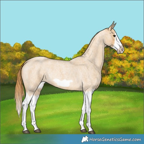 Horse Color:Red Dun Roan Splash Frame Rabicano