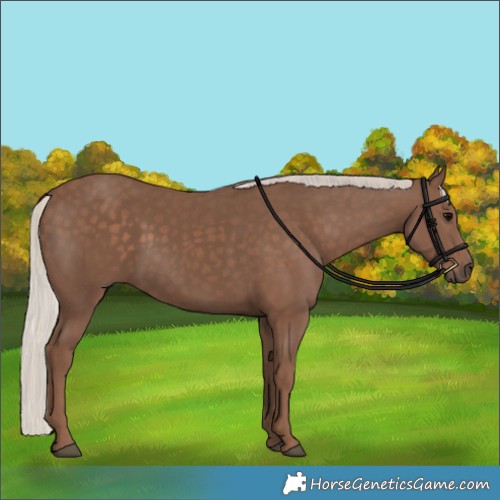 Horse Color:Silver Black