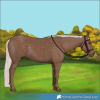 Horse Color:Silver Black 
