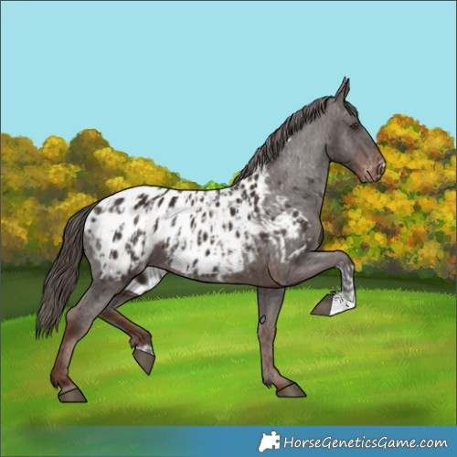 Horse Color:Liver Chestnut Blanket  and Liver Chestnut Blanket 