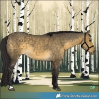 Horse Color:Buckskin Dun 