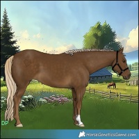 Horse Color:Chocolate Palomino 