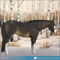Horse Color:White Spotted Buckskin 