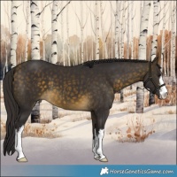 Horse Color:White Spotted Buckskin