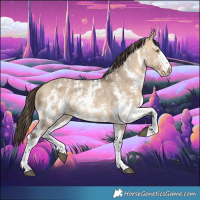 Horse Color:Bay Dun Sabino Appaloosa 