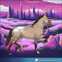 Horse Color:Liver Red Dun Appaloosa 