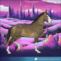 Horse Color:Buckskin Dun Sabino Splash Appaloosa