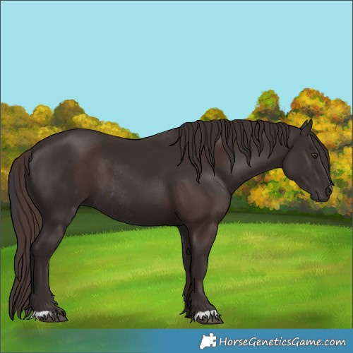 Horse Color:Liver Chestnut  and Liver Chestnut Rabicano 