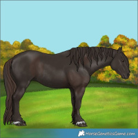 Horse Color:Liver Chestnut  and Liver Chestnut Rabicano 
