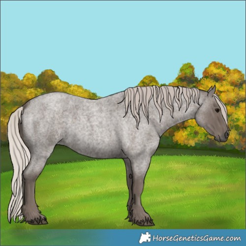 Horse Color:Silver Blue Roan