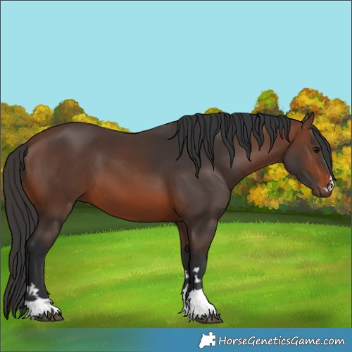 Horse Color:Brown 