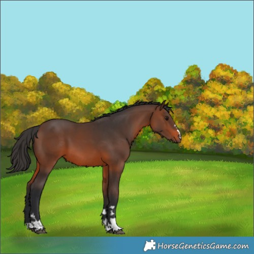 Horse Color:Brown 