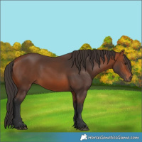 Horse Color:Bay 