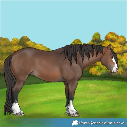 Horse Color:Brown 