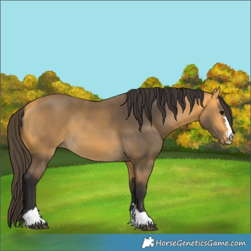Horse Color:Buckskin 