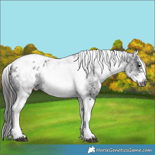 Horse Color:White Spotted Black Splash Tobiano Frame Appaloosa 