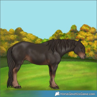 Horse Color:Liver Chestnut  and Liver Chestnut 