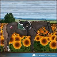 Horse Color:Liver Chestnut  and Liver Chestnut 