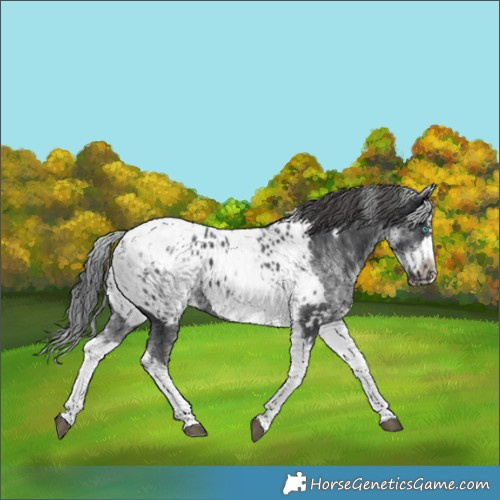 Horse Color:White Spotted Black Splash Tobiano Frame Appaloosa 