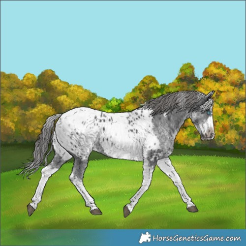 Horse Color:White Spotted Black Splash Tobiano Frame Near Leopard