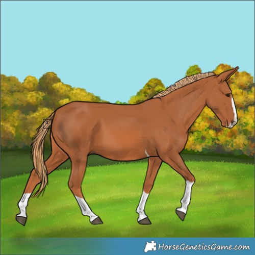Horse Color:Chestnut Splash Tobiano