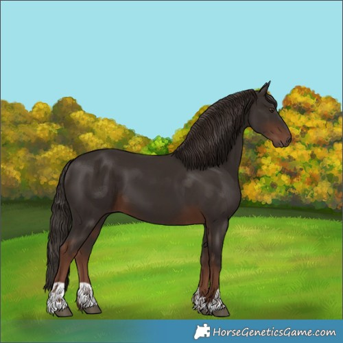 Horse Color:Unknown 