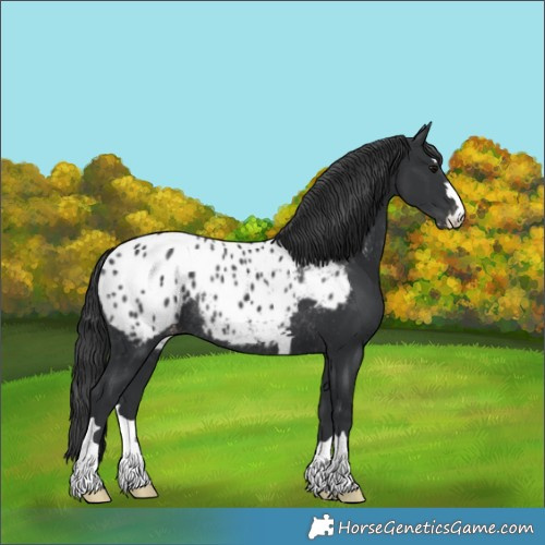 Horse Color:Unknown 