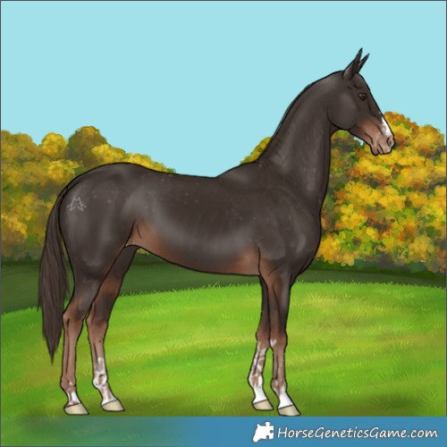 Horse Color:Liver Chestnut and Liver Chestnut Appaloosa