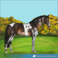 Horse Color:Gray White Spotted Brown Tobiano 