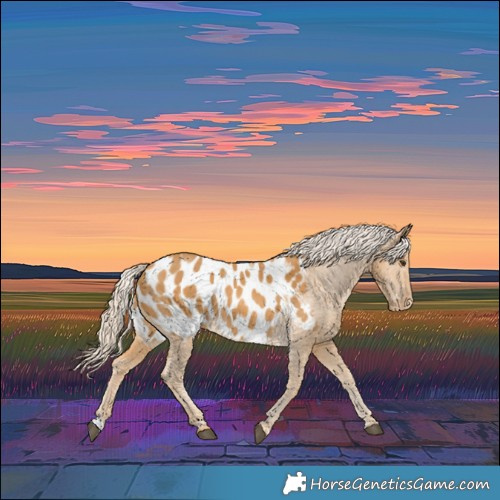Horse Color:Palomino Appaloosa 