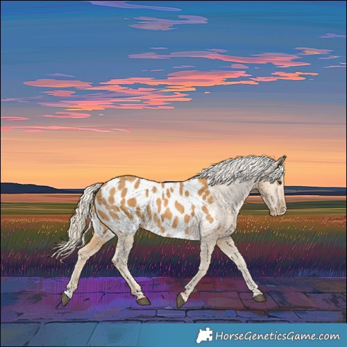 Horse Color:Palomino Appaloosa 