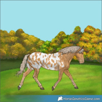 Horse Color:Palomino Appaloosa