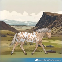 Horse Color:Palomino Appaloosa
