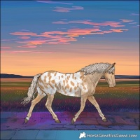 Horse Color:Palomino Appaloosa 